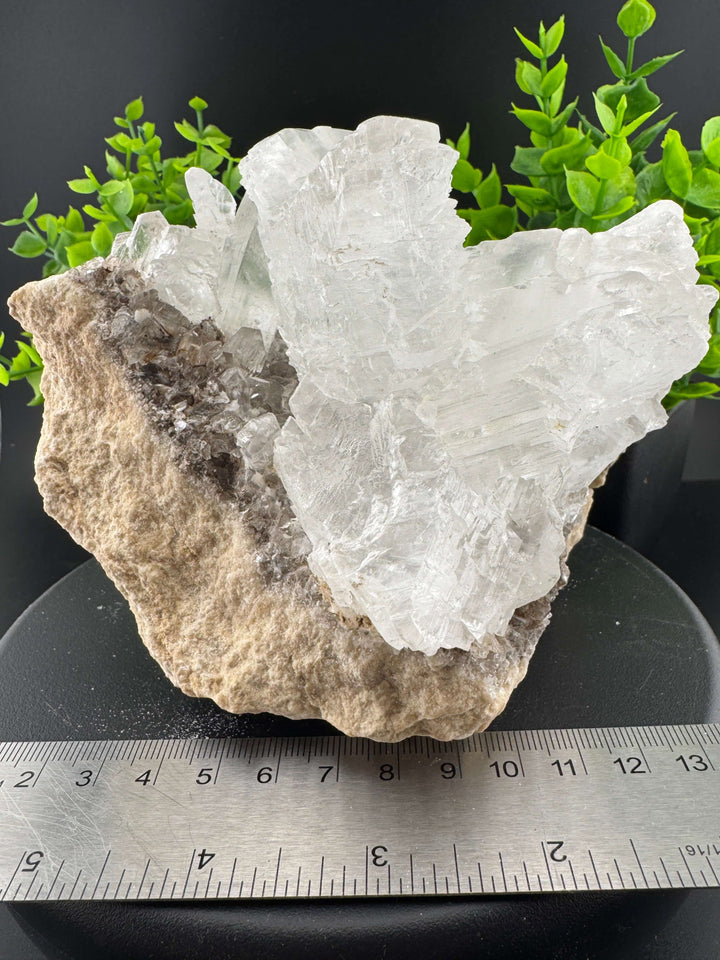 "Fishtail" Selenite /  Gypsum Specimen - Sierra Mojada, Mexico