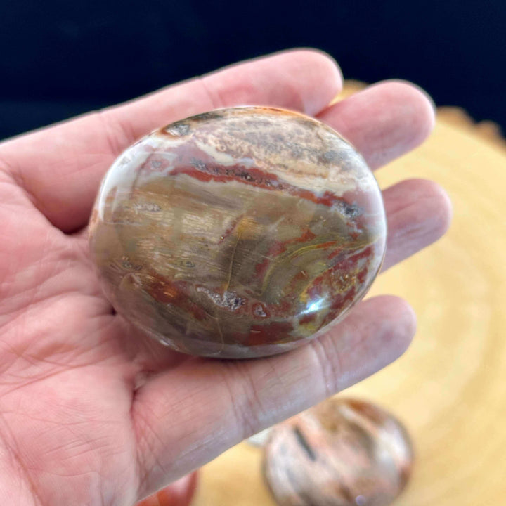 Petrified Wood Palm Stone