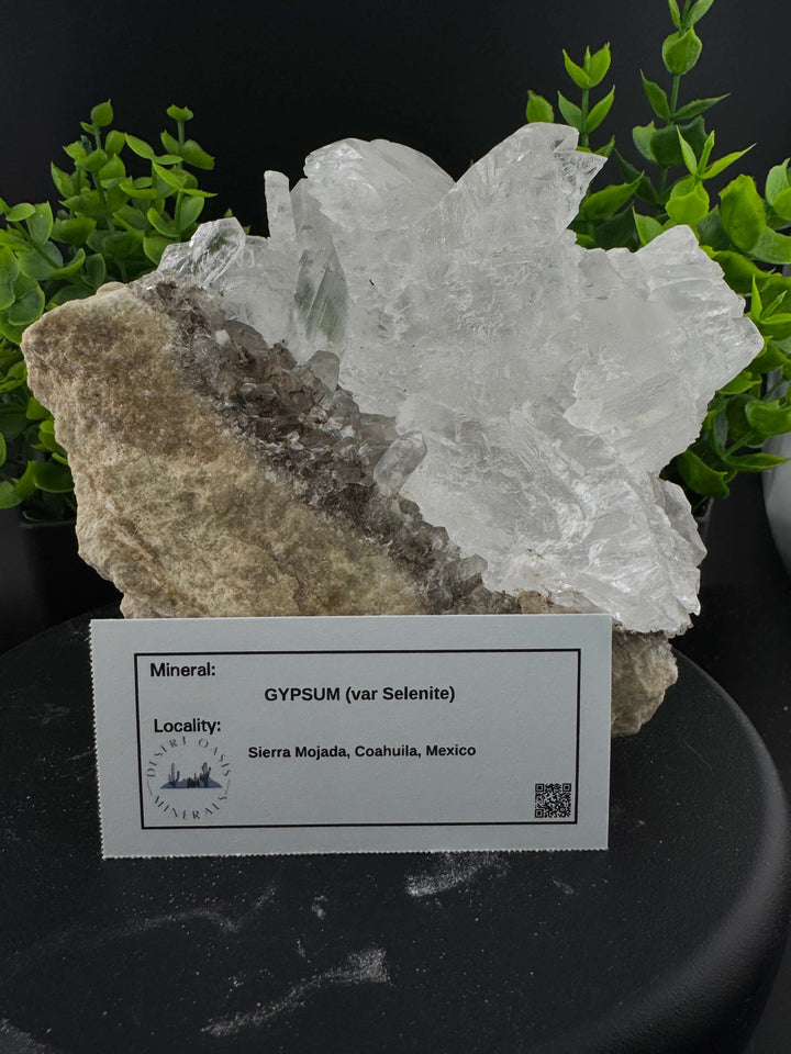 "Fishtail" Selenite /  Gypsum Specimen - Sierra Mojada, Mexico