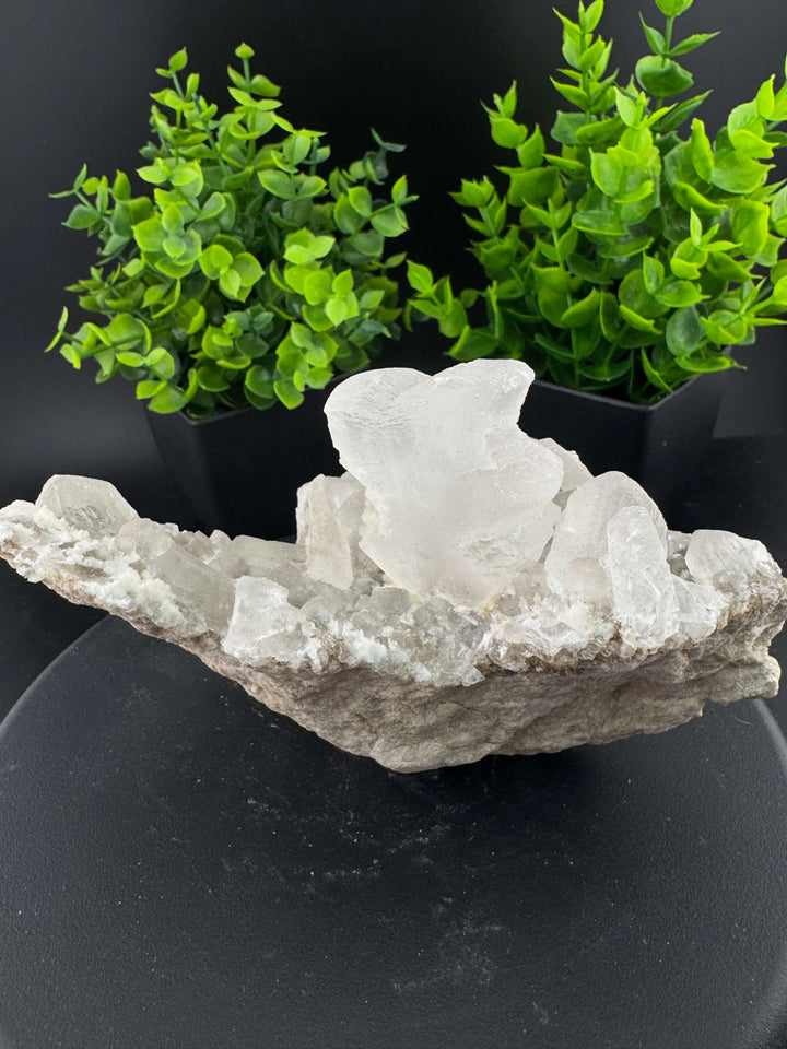 "Fishtail" Selenite /  Gypsum Specimen - Sierra Mojada, Mexico