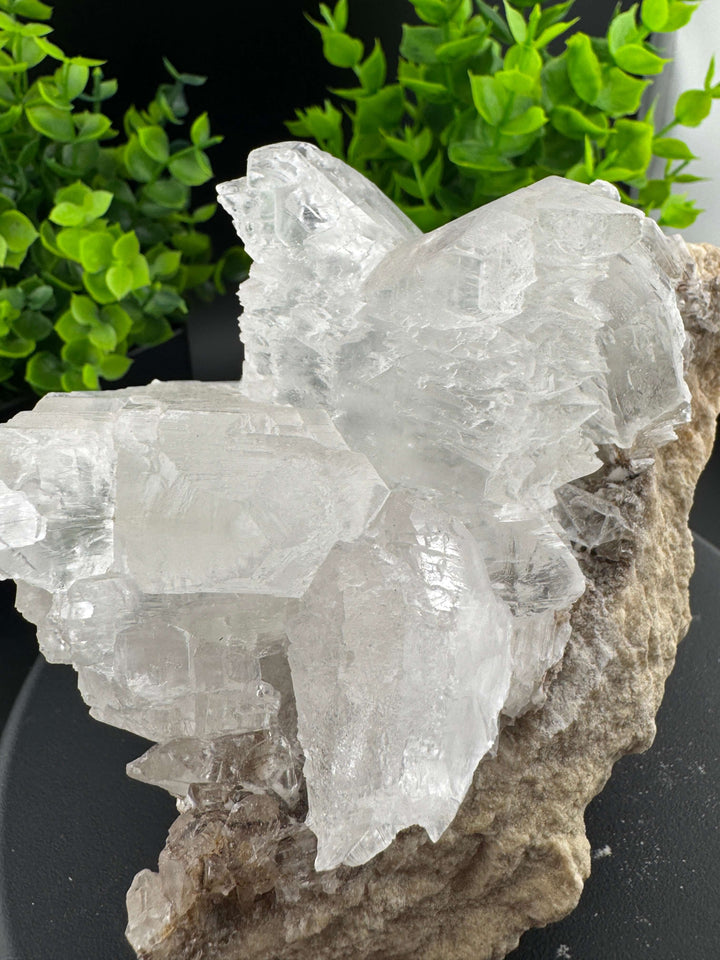 "Fishtail" Selenite /  Gypsum Specimen - Sierra Mojada, Mexico