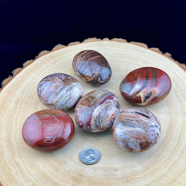 Petrified Wood Palm Stone