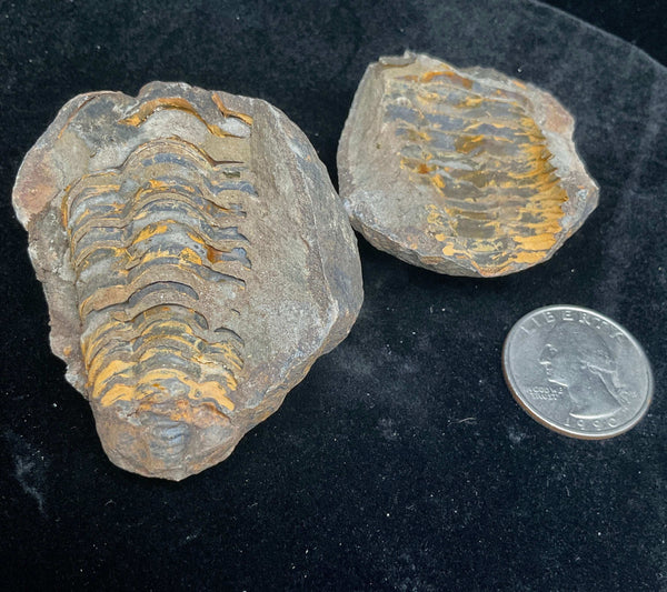 Flexicalymene Trilobite Fossil Geode