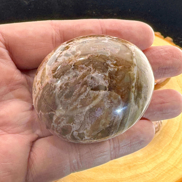 Petrified Wood Palm Stone