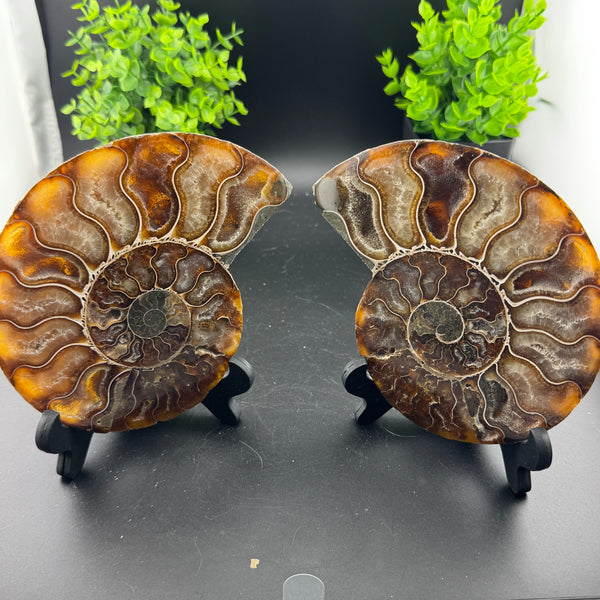 Ammonite Fossil Conch Pair