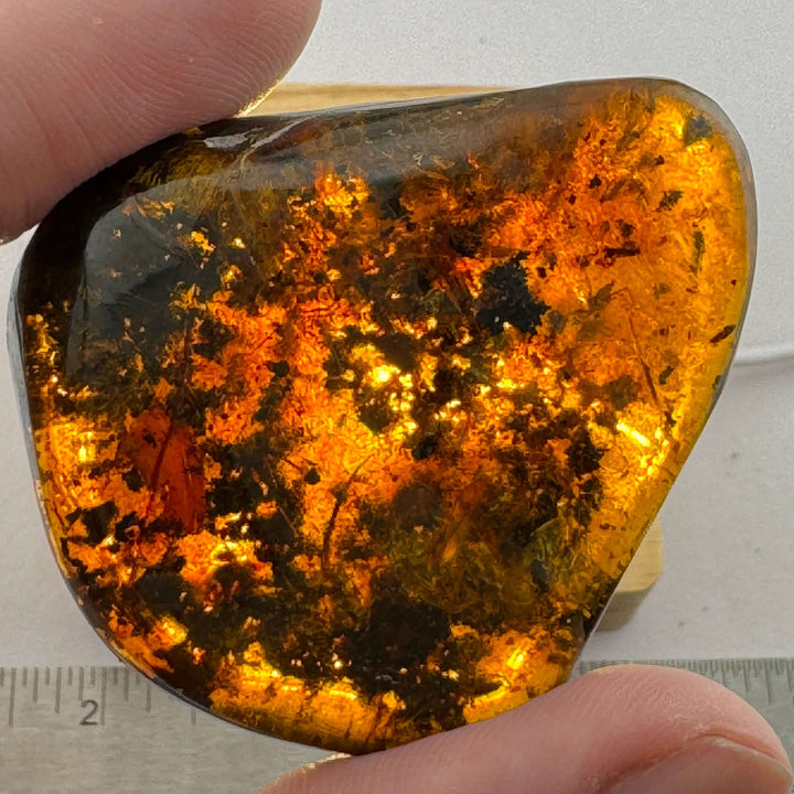 Chiapas Amber Free Form - Chiapas, Mexico