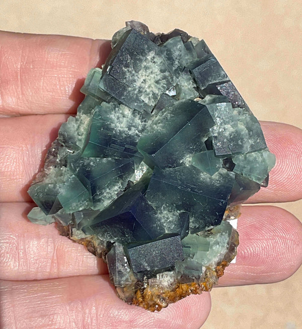 Diana Maria Fluorite - Hidden Forest Pocket (E)