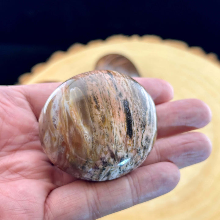 Petrified Wood Palm Stone