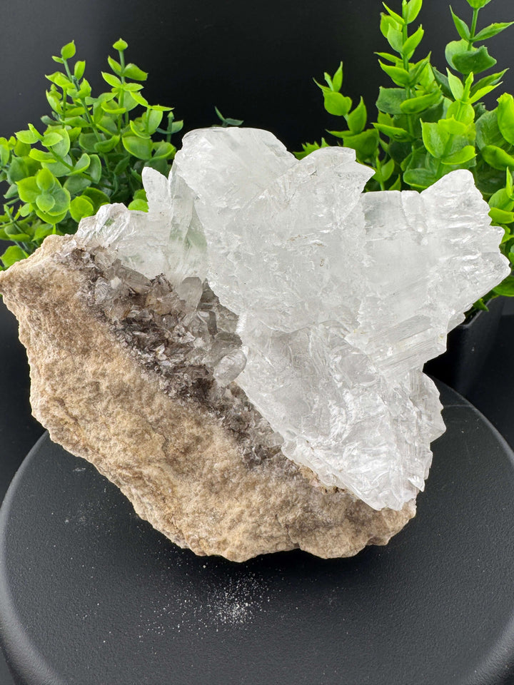 "Fishtail" Selenite /  Gypsum Specimen - Sierra Mojada, Mexico
