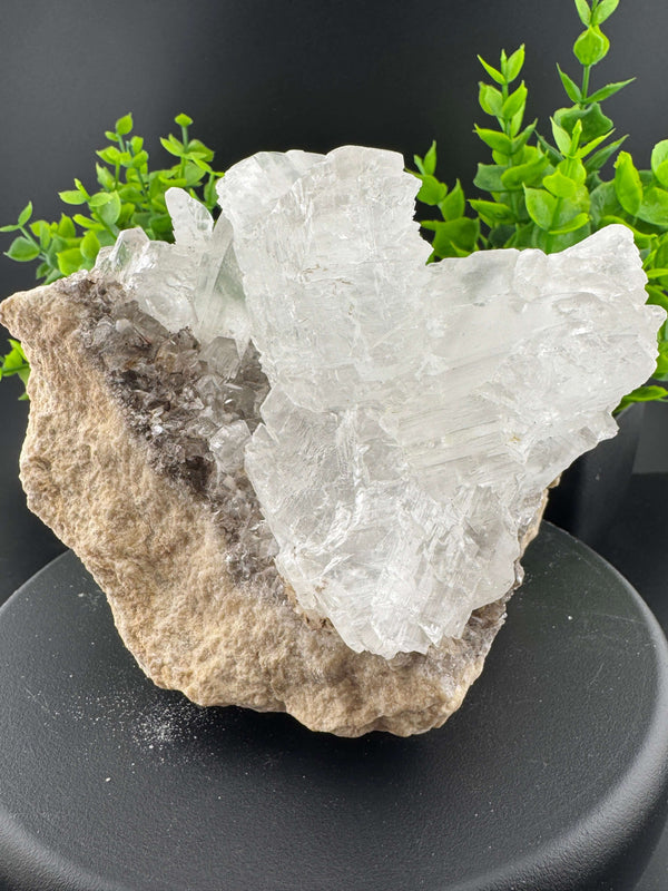 "Fishtail" Selenite /  Gypsum Specimen - Sierra Mojada, Mexico