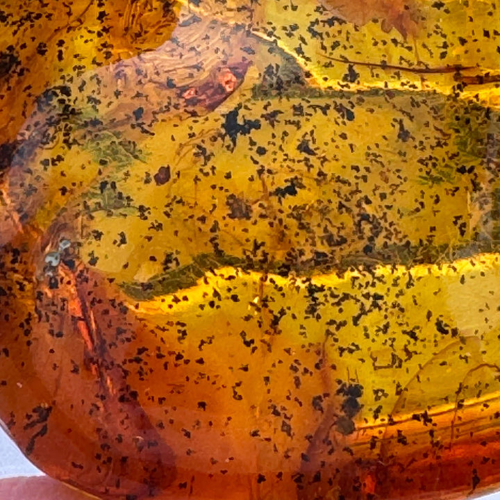 Chiapas Amber Free Form - Chiapas, Mexico