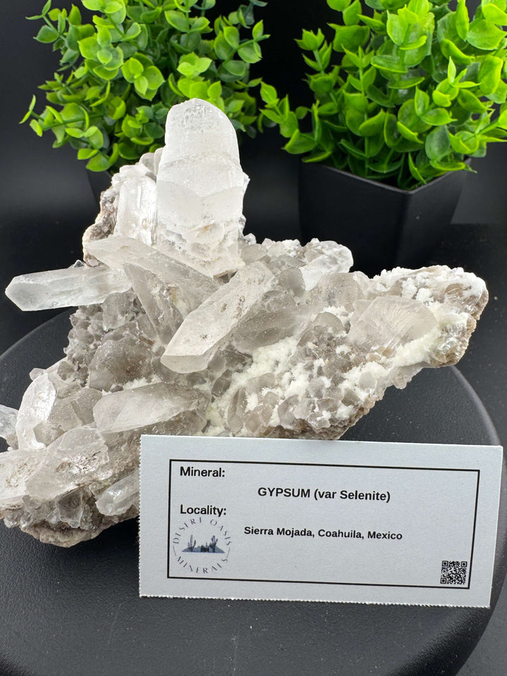 "Fishtail" Selenite /  Gypsum Specimen - Sierra Mojada, Mexico