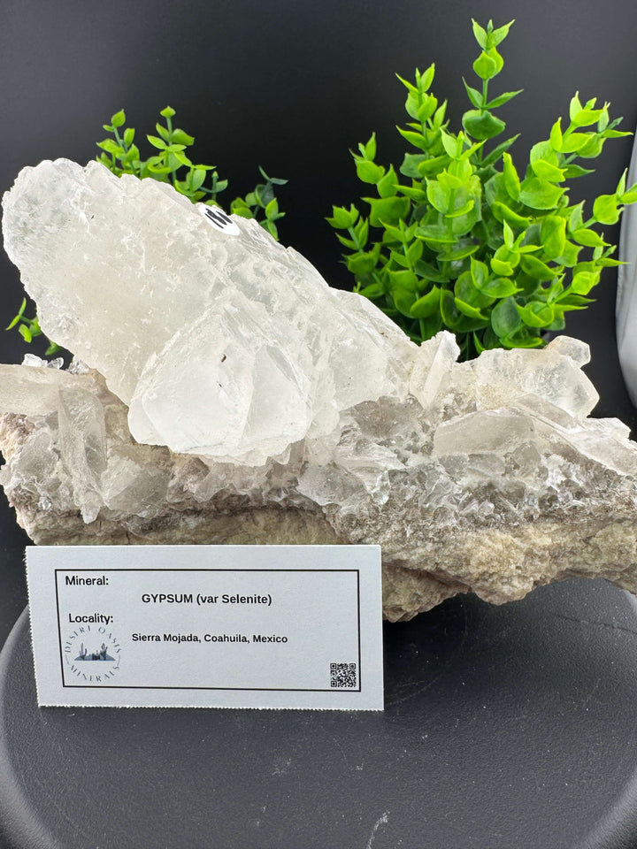 "Fishtail" Selenite /  Gypsum Specimen - Sierra Mojada, Mexico