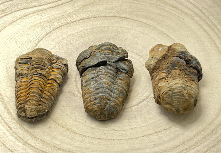 Flexicalymene trilobite fossil