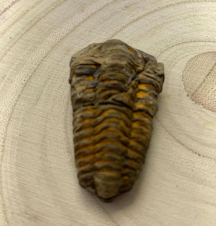 Flexicalymene trilobite fossil