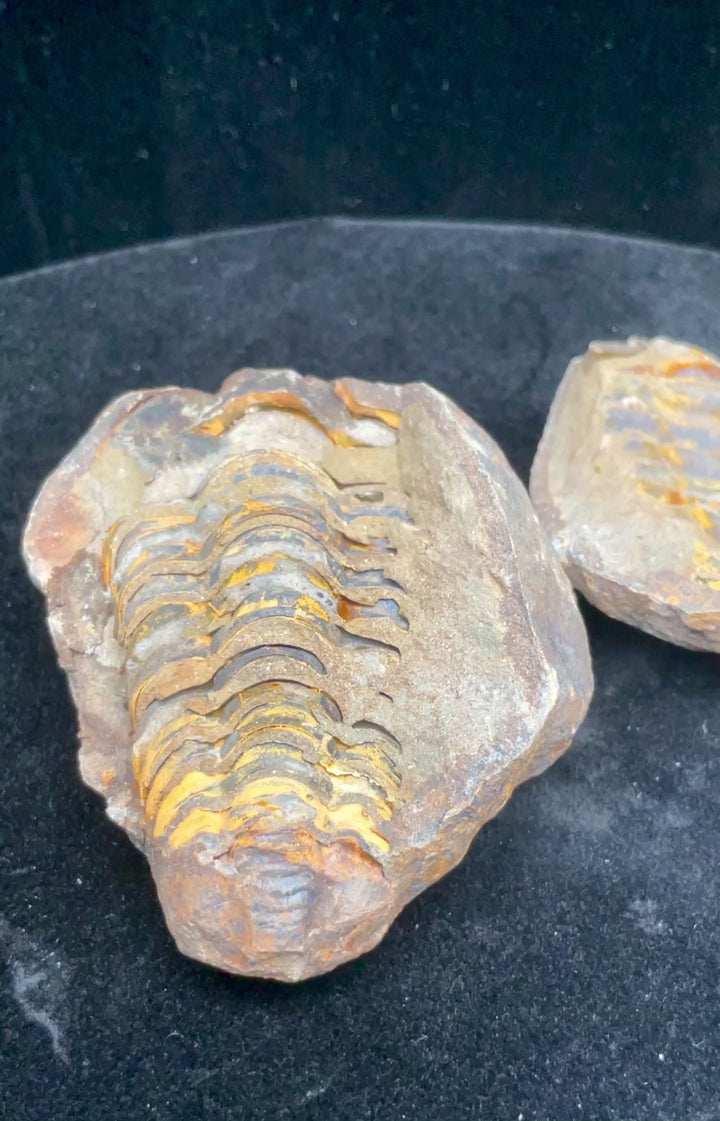 Flexicalymene Trilobite Fossil Geode