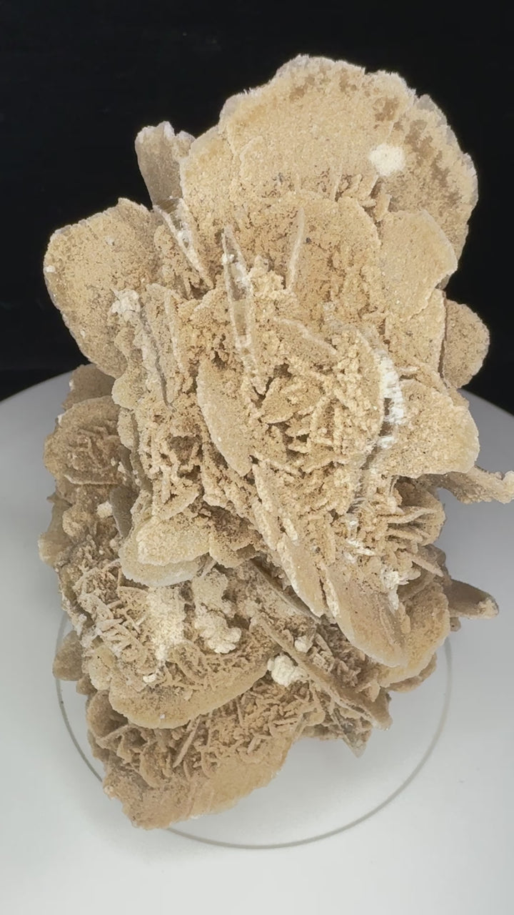 Desert Rose Gypsum - Mexico