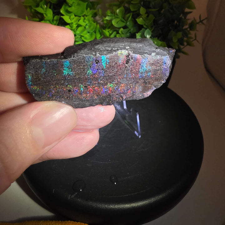 Andamooka Matrix Opal Slab Slice showcasing vibrant colors and natural matrix texture in wet condition