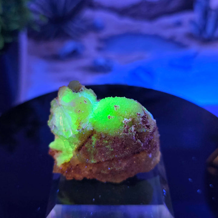 Vibrant Adamite Specimen from Ojuéla Mine exhibiting glowing green crystal formations.