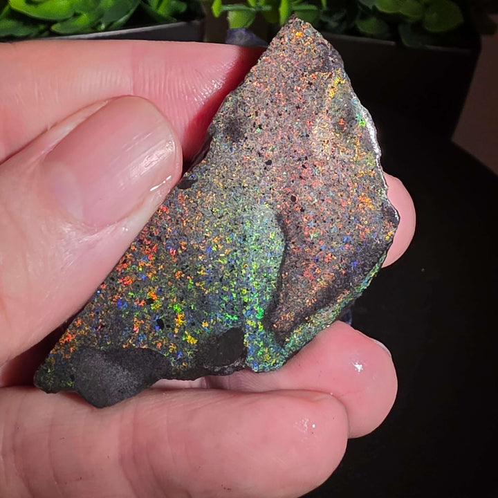 Andamooka Matrix Opal Slab Slice showcasing vibrant colors and natural matrix texture in wet condition