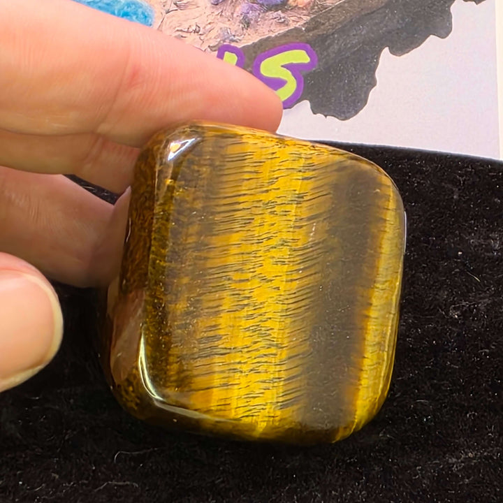 Polished Tiger's Eye freeform showcasing golden chatoyancy and smooth finish, perfect for collectors.