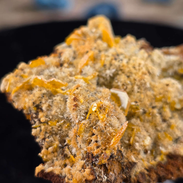 Stunning Wulfenite specimen from Erupción Mine, showcasing vibrant yellow crystals on a textured base.