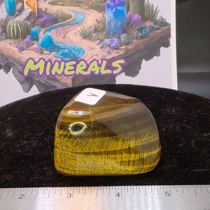 Polished Tiger's Eye freeform showcasing golden color and chatoyancy against a minerals display backdrop.