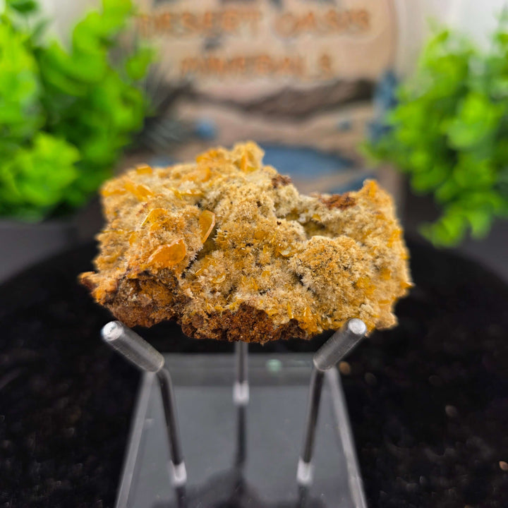 Exquisite Wulfenite specimen from Erupción-Ahumada Mine, showcasing vibrant crystals in natural setting.