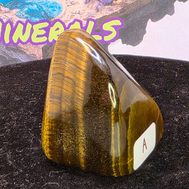 Polished Tiger's Eye freeform showcasing golden chatoyancy and smooth surface, ideal for crystal collectors.