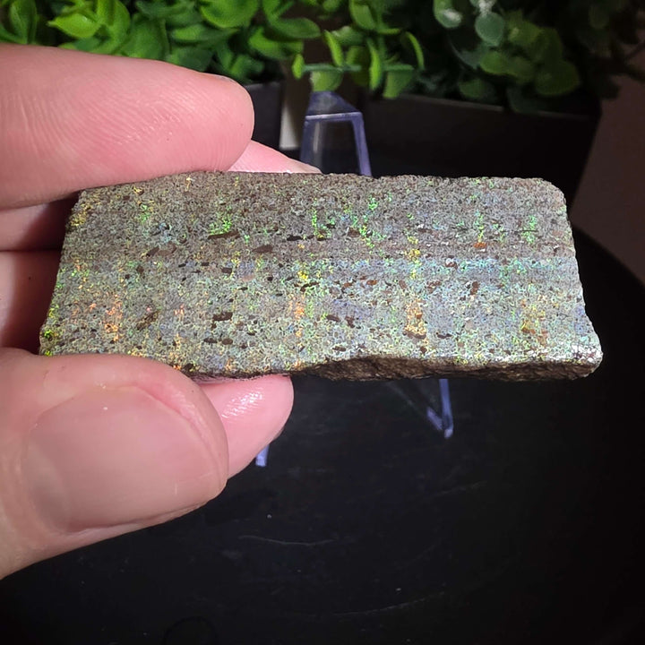 Andamooka Matrix Opal Slab Slice - 114 Carat showing vibrant colors in wet condition.