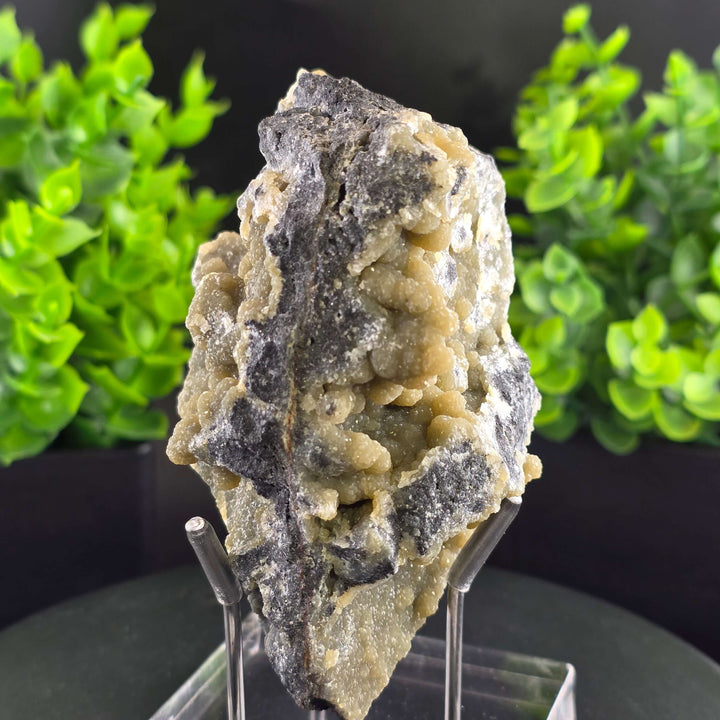 Smithsonite Specimen from Ojuela Mine