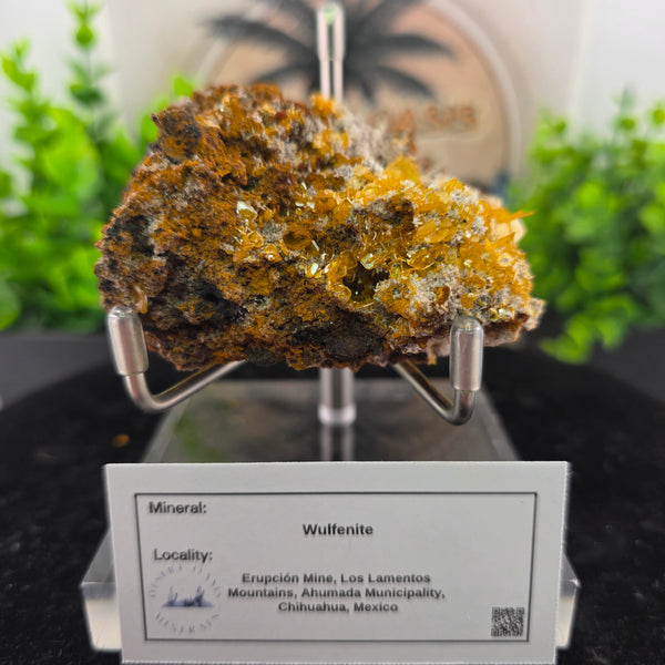 Wulfenite specimen from Erupción Mine, Los Lamentos, Mexico, displaying vibrant yellow crystals on a rocky base.