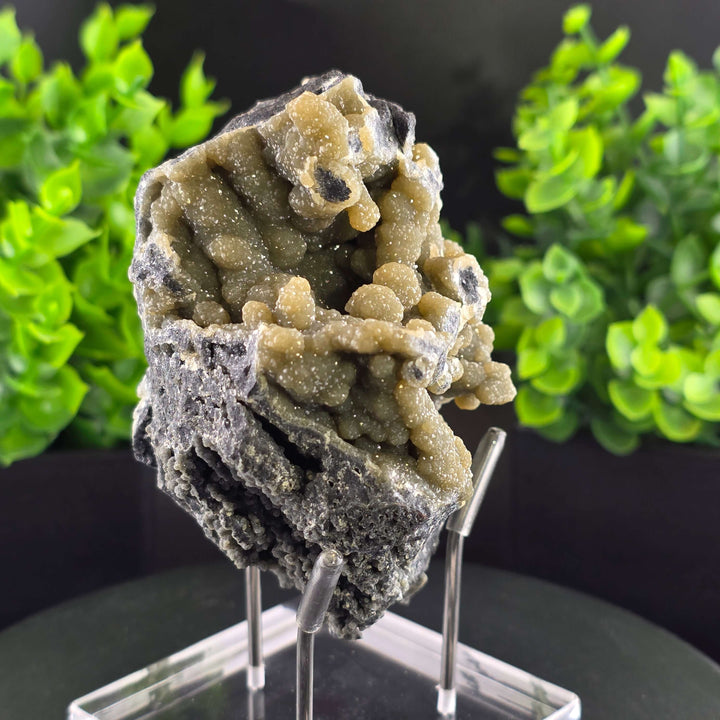 Smithsonite Specimen from Ojuela Mine