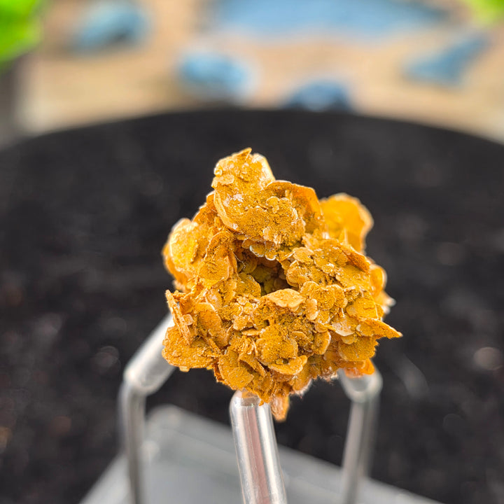 Vibrant Wulfenite specimen from the Erupción-Ahumada Mine, showcasing classic tetragonal crystal habit.