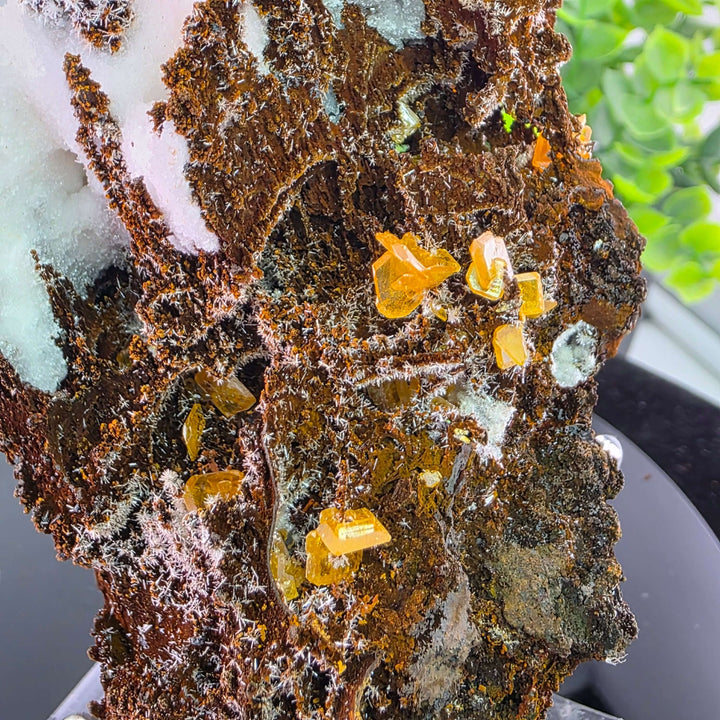 Wulfenite - Erupción-Ahumada Mine, Mexico