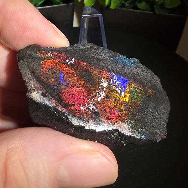 Andamooka Matrix Opal Slab Slice showcasing vibrant colors and natural matrix texture in wet condition