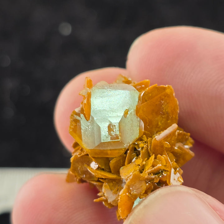 Vibrant Wulfenite crystal specimen from Erupción-Ahumada Mine, Mexico, showcasing classic tetragonal habit.