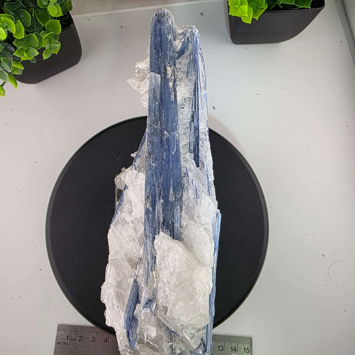 Blue Kyanite - Brazil