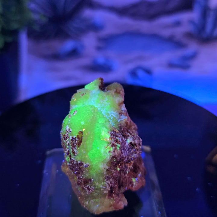 Vibrant Adamite Specimen from Ojuéla Mine exhibiting glowing green crystal formations.