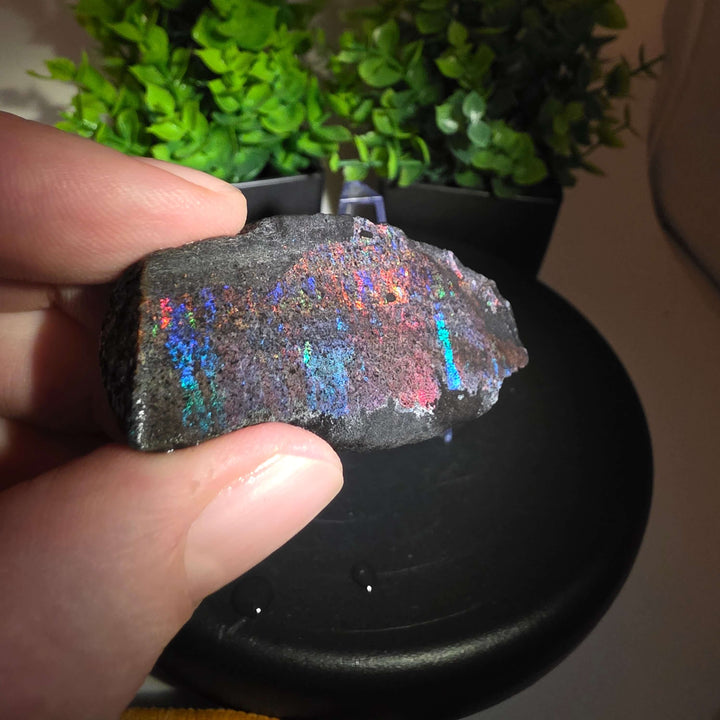 Andamooka Matrix Opal Slab Slice showcasing vibrant colors and natural matrix texture in wet condition