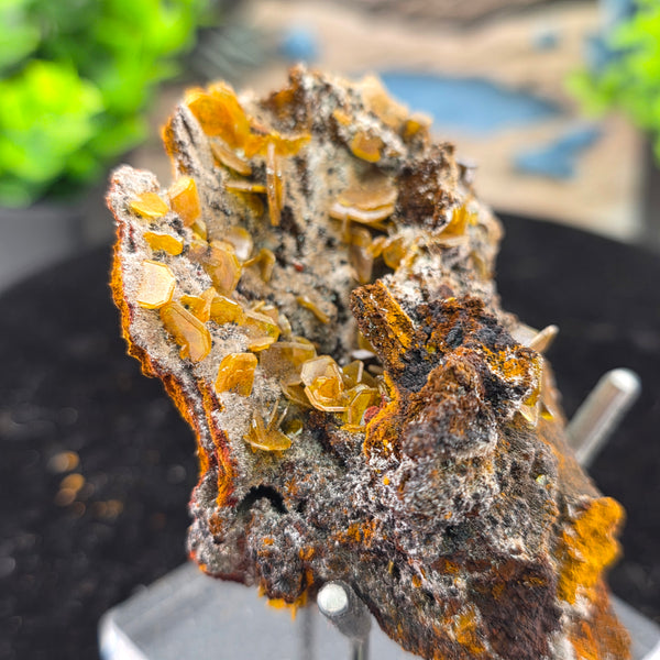 Vibrant Wulfenite specimen from Erupción-Ahumada Mine, Mexico, showcasing classic tetragonal crystal habit.