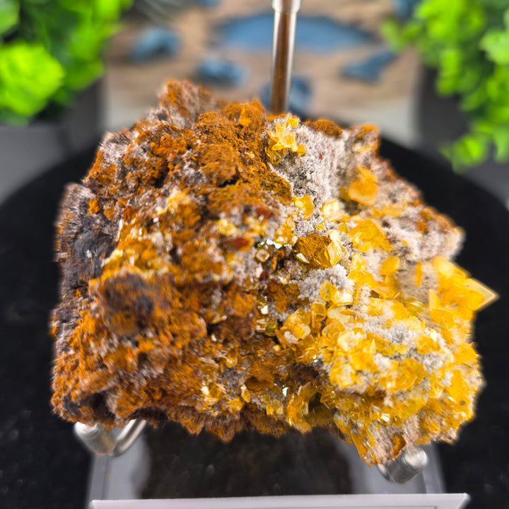 Vibrant Wulfenite mineral specimen from Erupción-Ahumada Mine, showcasing classic tetragonal crystals.