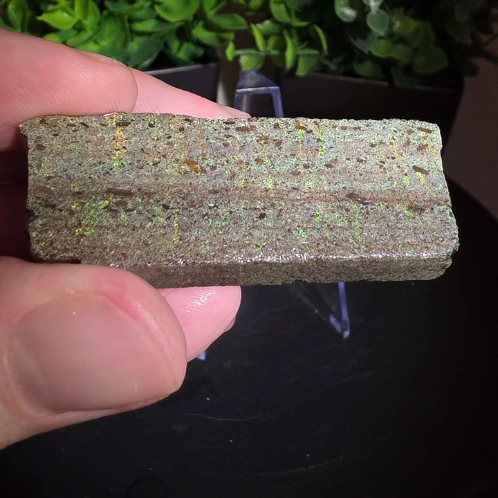 Andamooka Matrix Opal Slab Slice - 114 Carat showing vibrant colors in wet condition.