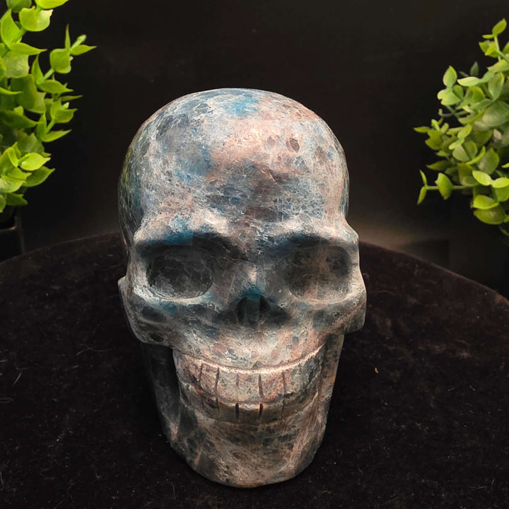Blue Apatite Crystal Skull Carving - 4 inch displayed on a black surface with green plants in the background.