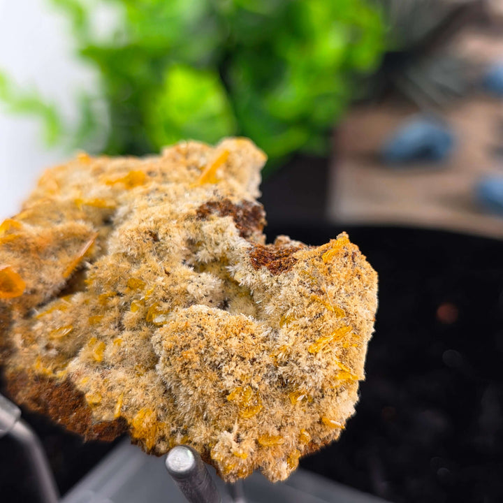 Exquisite Wulfenite specimen from Erupción-Ahumada Mine, Mexico showcasing vibrant yellow-orange crystals.