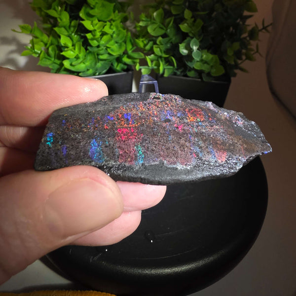 Andamooka Matrix Opal Slab Slice showcasing vibrant colors and natural matrix texture in wet condition