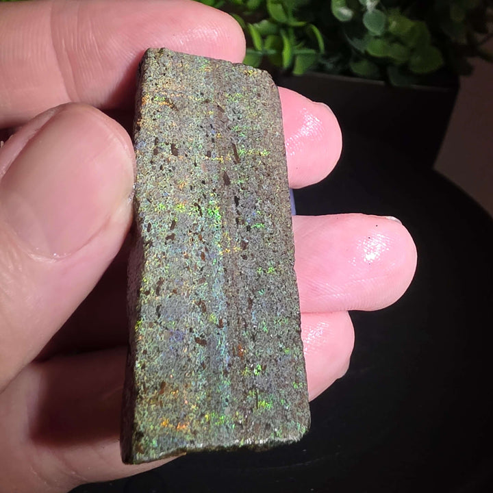 Andamooka Matrix Opal Slab Slice - 114 Carat showing vibrant colors in wet condition.