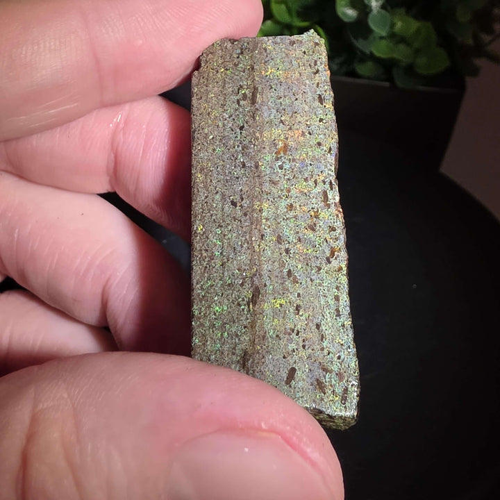 Andamooka Matrix Opal Slab Slice - 114 Carat showing vibrant colors in wet condition.