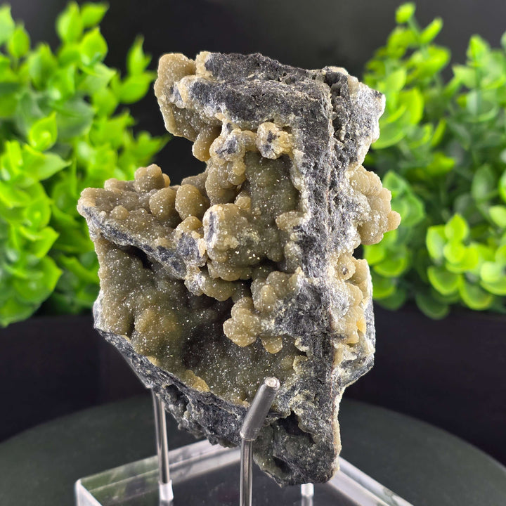 Smithsonite Specimen from Ojuela Mine