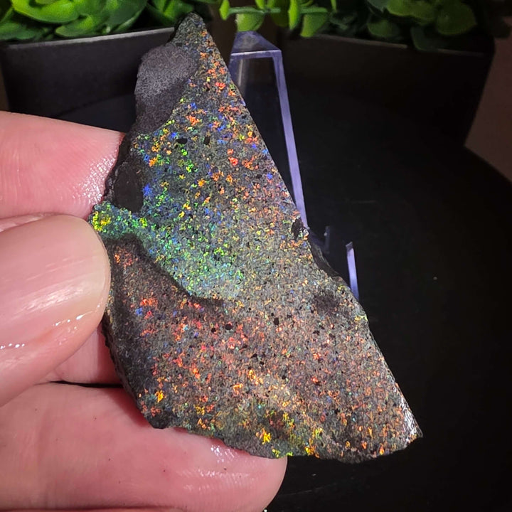 Andamooka Matrix Opal Slab Slice showcasing vibrant colors and natural matrix texture in wet condition